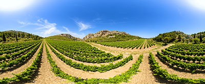 Vignes à la Clape