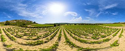 Vignes à la Clape