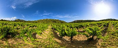 Vignes à la Clape